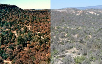 Evergreen pinyon pines brown from drought (left) and without pine needles (right)